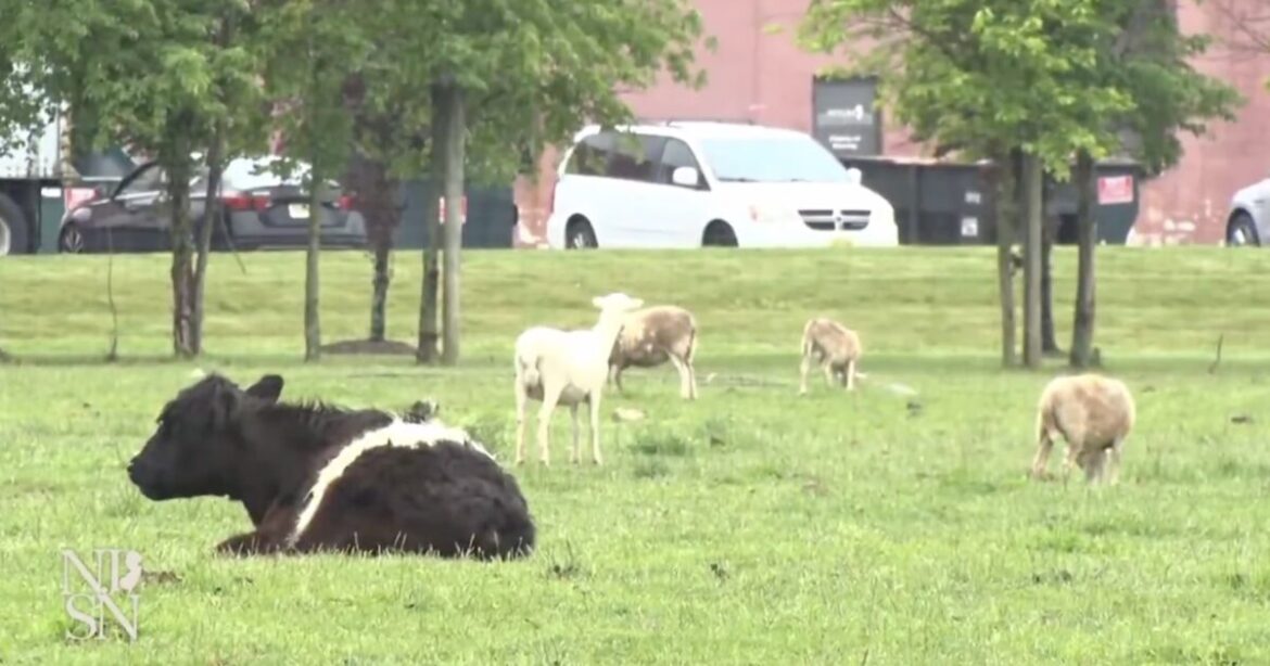 screenshot-2025-06-13-at-11.22.34am-1200×630